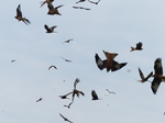 FZ021838 Red kites (Milvus milvus).jpg